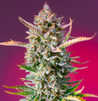 Gorilla Sherbet